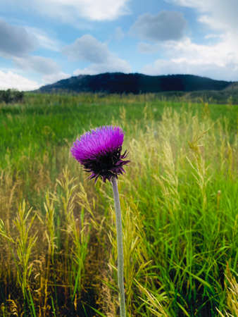 The many different faces of nature and all her beautyの写真素材