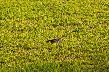 A dry leaf on the green grassの写真素材