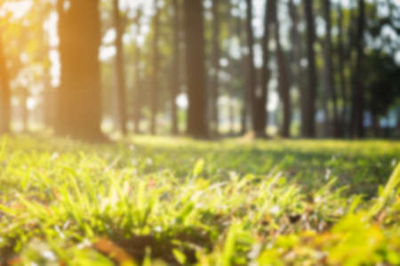 Forest nature under the morning sun blurred background.の写真素材