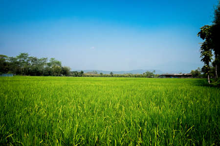 Landscape in with a green cornfield and blue sky background.