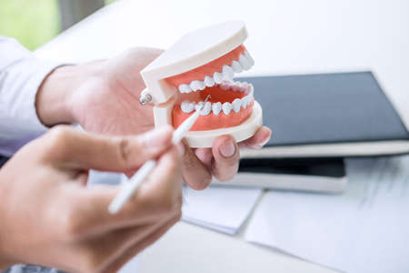 Dentist hand holding of jaw model of teeth and cleaning dental with dental tool.