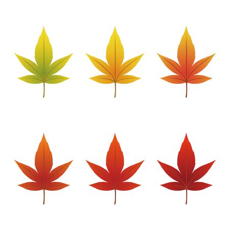 Spring, Summer, Autumn Maple Leavesのイラスト素材