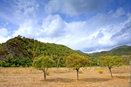Three autumn trees in a sunny field in Andalucia in Spainの写真素材