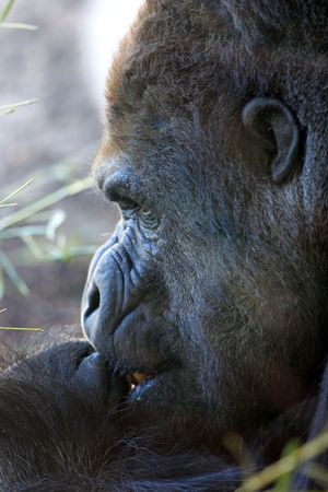Close up of big, hairy, giant gorilla?s face