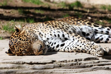 Leopard asleep lazing in the sun. Lying on its side and resting.