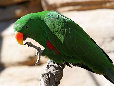 Bright green parrot picking claw with beak in sunshine