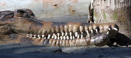 Head of a crocodile or alligator baring its long white teeth, almost grinning at the camera.