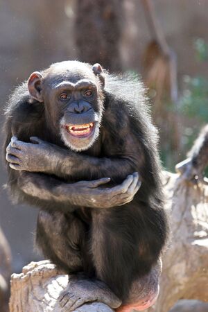 Monkey laughing and grinning at crowds at the zoo or wildlife sanctuary on a bright sunny day while...