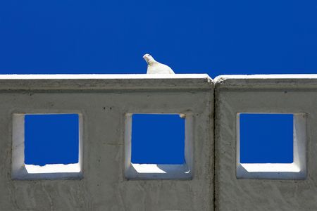 Abstract shot from below of a white pidgeon looking over the edge of a roofの写真素材