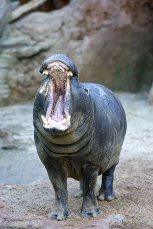 Captive Hippopotamus yawning or roaring in a Spanish zoo baring its huge teethの写真素材