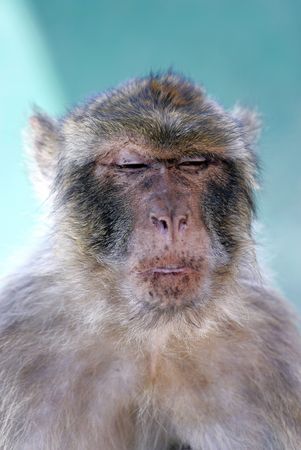 Monkey or Barbary ape in Gibraltar with funny look on face, maybe snooty or posh.の写真素材