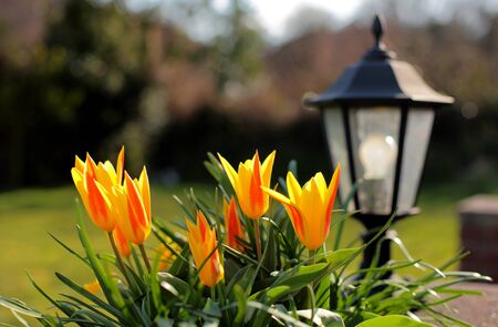 Beautiful yellow and red Tulips in a sunny English country garden in the Spring with garden lamp or...