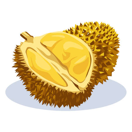 durian fruit vectorのイラスト素材