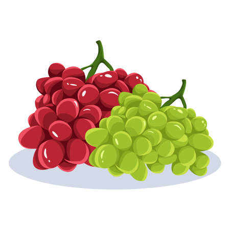 grapes fruit vectorのイラスト素材