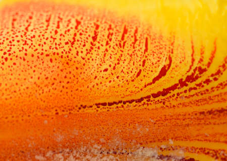 orange backgroundの写真素材