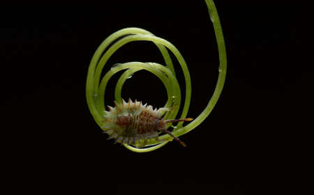 insectの写真素材