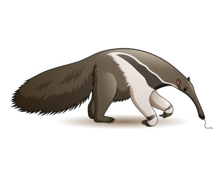 Giant anteater on a white background. Vector illustration. Eps 10.のイラスト素材
