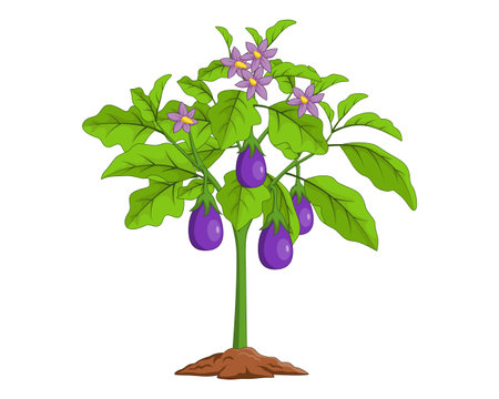 Eggplant plant isolated on white background. Vector illustration in cartoon style.のイラスト素材