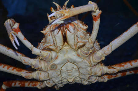 Large sea crab on a black background close-up.の写真素材
