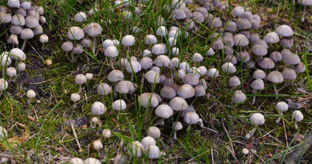 Beautiful little light brown mushrooms in the grass. Stack of small cream-colored mushrooms on a...