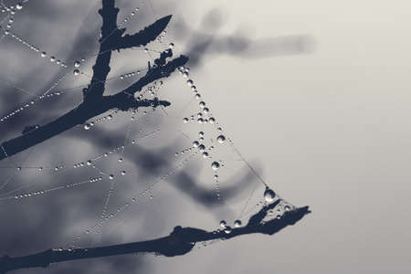 Art of dew drops
