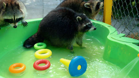 Group of funny raccoons play with toys in a green basin water. Fun games animal. Faunaの写真素材