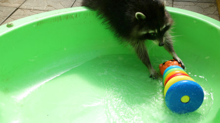Raccoon in a green bath playing with toy. Funny animal. Petの写真素材