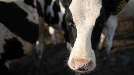 Set of young bulls. Black and white cows on the pasture. Herd of ox at summer green field. There are...