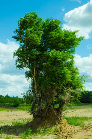 lonely treeの写真素材