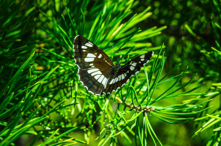 Butterfly in the forestの写真素材