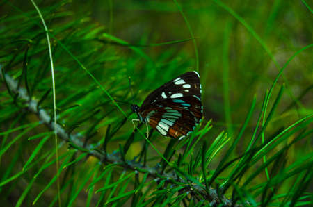 Butterfly in the forestの写真素材