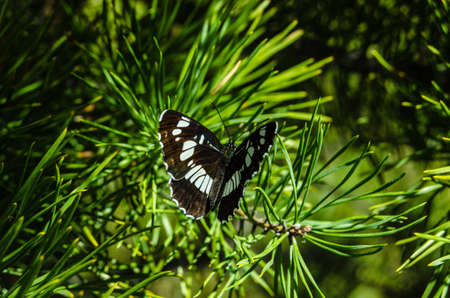 Butterfly in the forestの写真素材