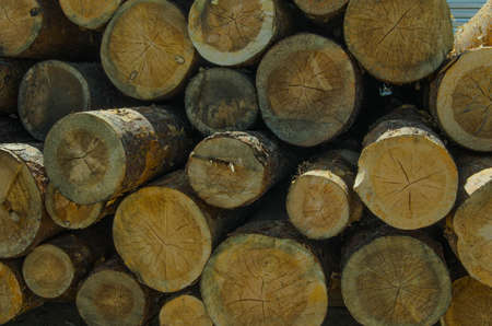 sawn pine