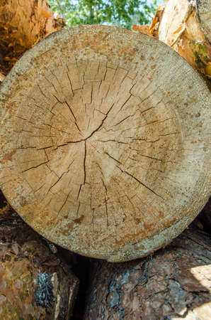 sawn pine