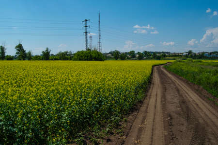 Blooming field of flowersの写真素材