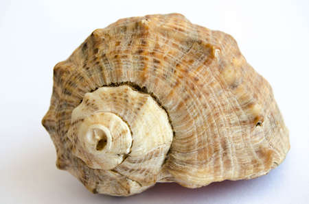 shell