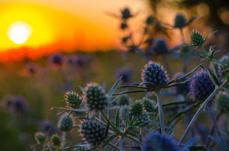 The plant at sunsetの写真素材