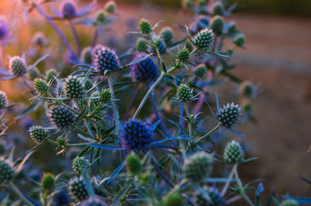 The plant at sunsetの写真素材