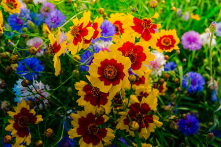 Blossoming flowersの写真素材