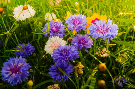 Blossoming flowersの写真素材