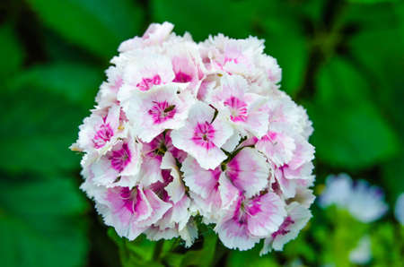 Blossoming flowersの写真素材