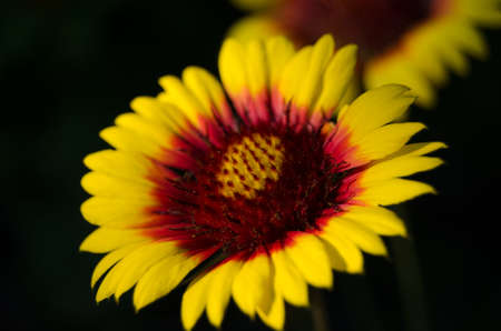 Blossoming flowersの写真素材
