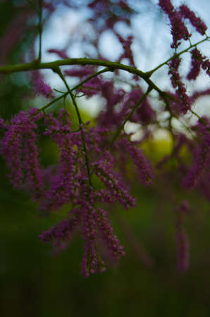 Blossoming flowersの写真素材