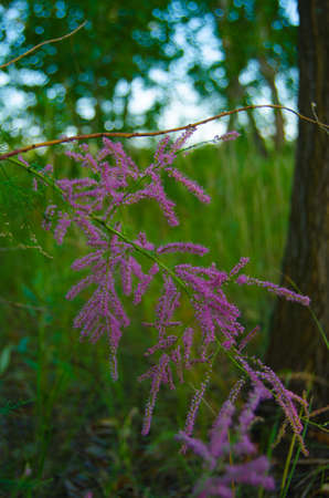 Blossoming flowersの写真素材