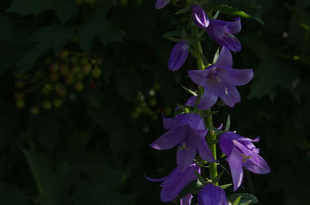 Blossoming flowersの写真素材