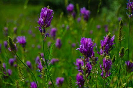 Blossoming flowers in the meadowの写真素材