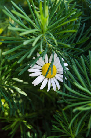 Chamomile in the greenの写真素材