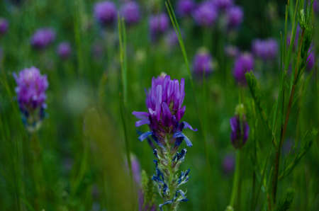 Blossoming flowers in the meadowの写真素材