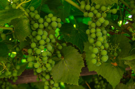 vine grapesの写真素材