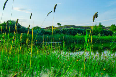 The grass near the lakeの写真素材